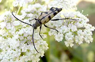 Cerambycidae: ? Rutpela maculata