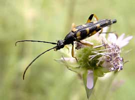 Cerambycidae: Strangalia attenuata