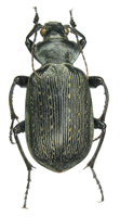 Calosoma (Castrida) sayi Dejean, 1826