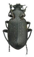 Calosoma (Ctenosta) sp.