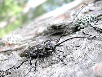     - Monochamus sutor (Linnaeus, 1758)  (Cerambycidae)