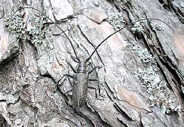     - Monochamus sutor (Linnaeus, 1758)  (Cerambycidae)