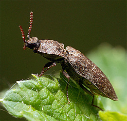 Elateridae: Agrypnus murinus