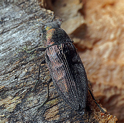 Buprestidae: Buprestis haemorrhoidalis