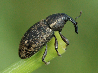 Notaris bimaculatus