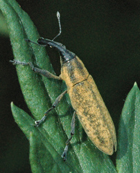 Lixus fasciculatus