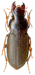 Harpalus (= Pseudoophonus, = Migadophonus) eous Tschitscherine, 1901
