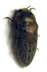 Acmaeoderella (Euacmaeoderella) gibbulosa (Menetries, 1832)