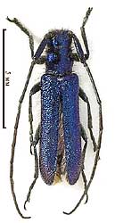 Agapanthia violacea (Fabricius, 1775)