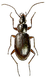 Agonum (Europhilus) thoreyi (Dejean, 1828)