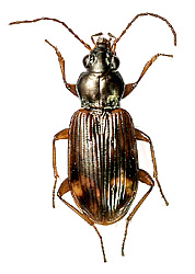 Bembidion (Eupetodromus) dentellum (Thunberg, 1797)