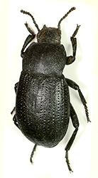 Dendarus (Pandarinus) sp.