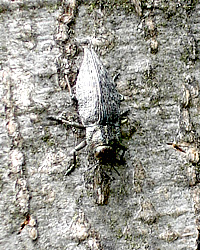 Buprestidae:<br> Dicerca alni (Fischer von Waldheim, 1823)