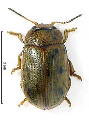 Gonioctena quinquepunctata (Fabricius, 1787)