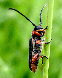 Cerambycidae:<br> Phytoecia affinis (Harrer, 1784)