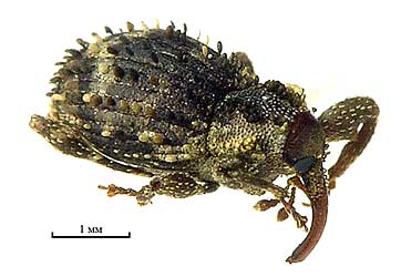 Trachodes hispidus (Linnaeus, 1758)