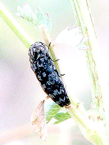 Coraebus rubi (L.) - Buprestidae