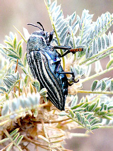 Julodis andreae andreae (Olivier) - Buprestidae