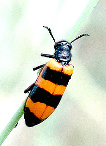 Mylabris sp. - Meloidae