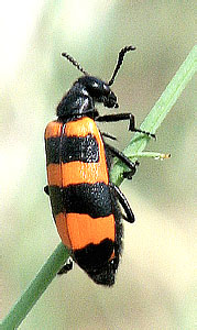 Mylabris sp. - Meloidae