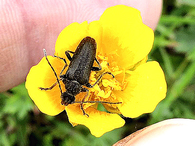 Cerambycidae: Cortodera alpina Menetries, 1832