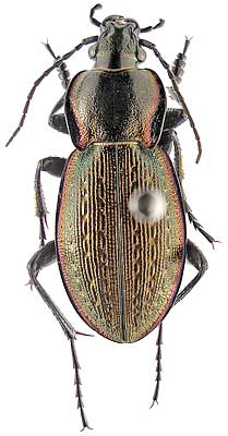Carabus (Eucarabus) stscheglovi Mnnh., 1798 (Carabidae)