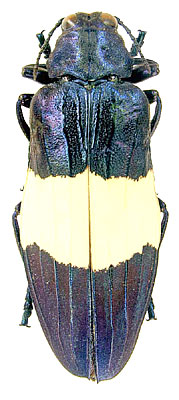 Chrysochroa castelnaudi Deyrolle, 1942