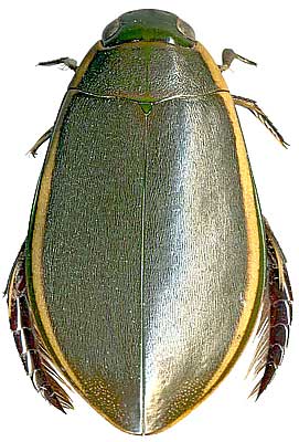 Cybister (Scaphinectes) lateralimarginalis De Geer, 1774 (Dytiscidae)