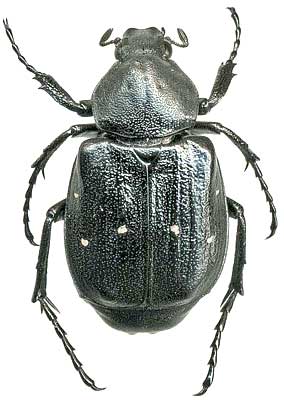 Gnorimus octopunctatus Fabricius, 1775 (Scarabaeidae)