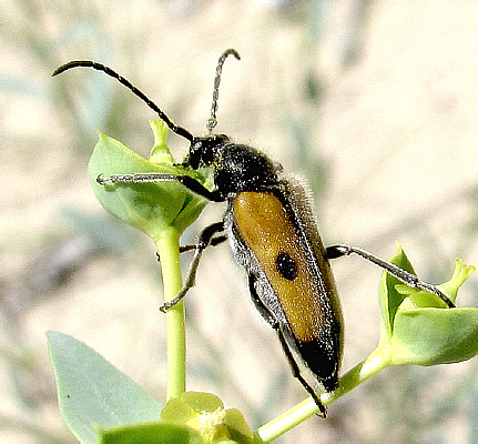 Vadonia bipunctata urdensis Danilevsky, 2014