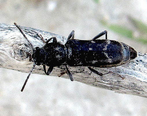 Xylotrechus arnoldii tenebrosus Shapovalov, 2014 (female)
