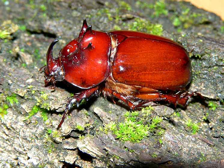 Dipelicus sp. (Scarabaeidae)
