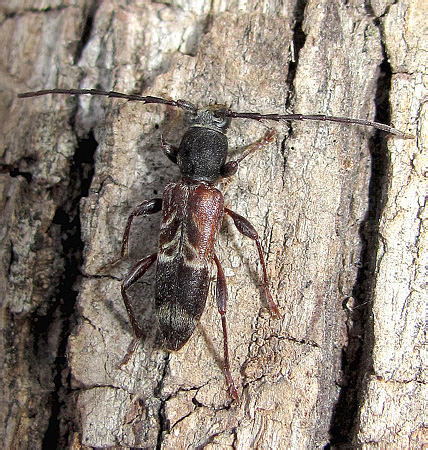 Cerambycidae, Anaglyptus arabicus
