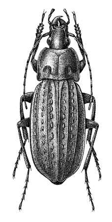 Carabus (Limnocarabus) maacki - (Carabidae)