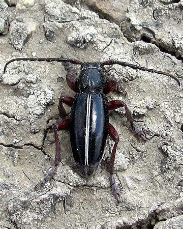 Cerambycidae, Dorcadion cinerarium perroudi ()