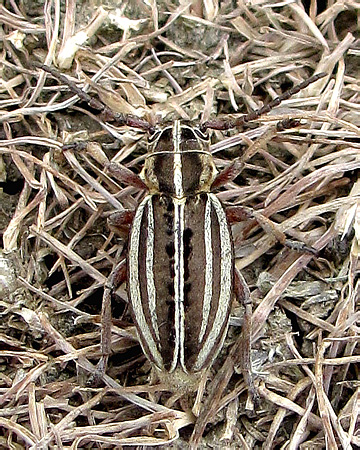 Cerambycidae, Dorcadion mokrzeckii ()