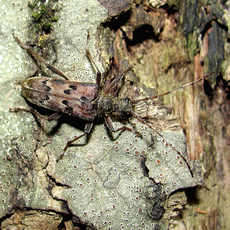 Cerambycidae, Oxymirus mirabilis ()