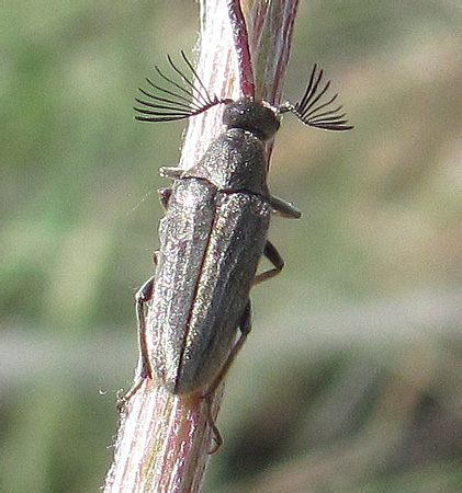 Ripiphoridae, Ptilophorus dufourii
