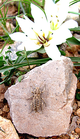 Tenebrionidae, Sepidium sp.