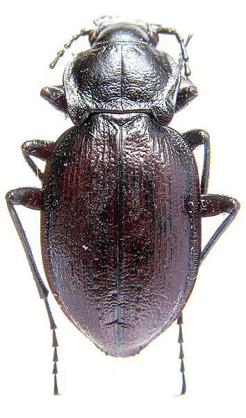 Carabus (Mesocarabus) problematicus kolskianus Obydov, 2008