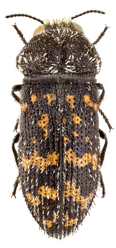 Acmaeoderella flavofasciata (Pill. et Mitt.)