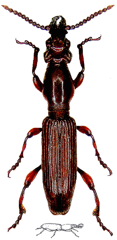 Amorphocephala coronata (Germar, 1817)