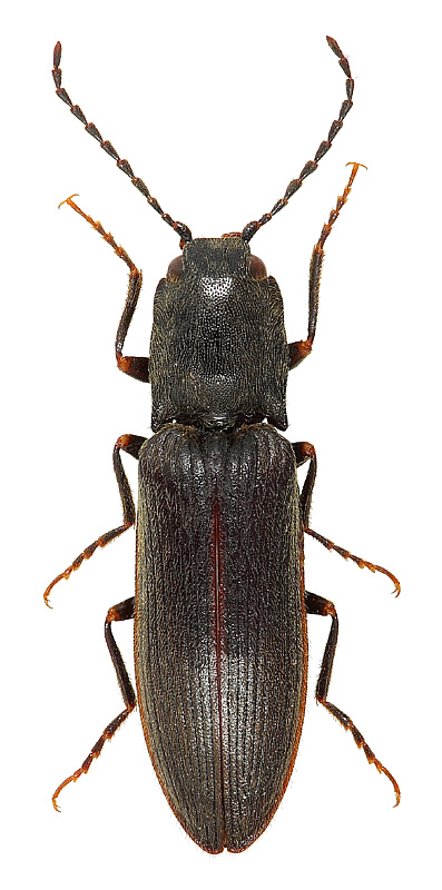 Athous (Haplathous) circassiensis (Reitter, 1905)