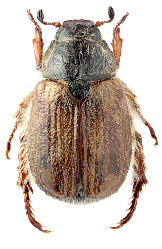 Exomala arenicola (Mulsant et Pellet, 1870)