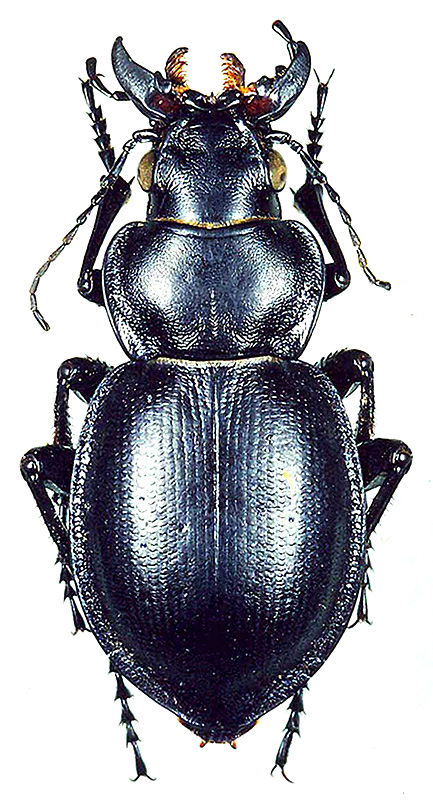 Callisthenes (s. str.) akkolicus korelli Obydov, 2004