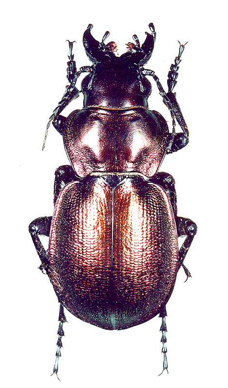 Callisthenes (s. str.) elegans purpureus Obydov, 2002
