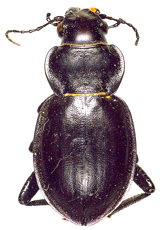 Callisthenes (s. str.) kuschakewitschi batesoni (Semenov-Tian-Shansky et Redikorzev, 1928)