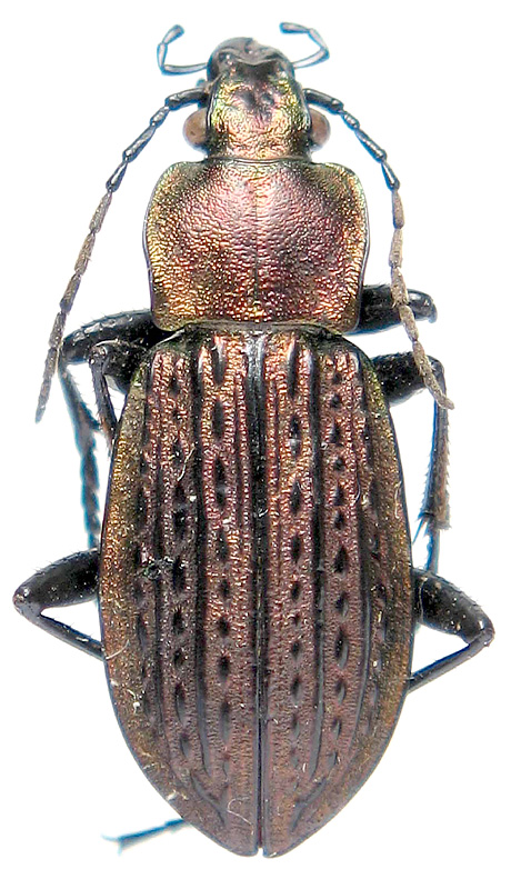 Carabus (Homoeocarabus) maeander paludis Géhin, 1885