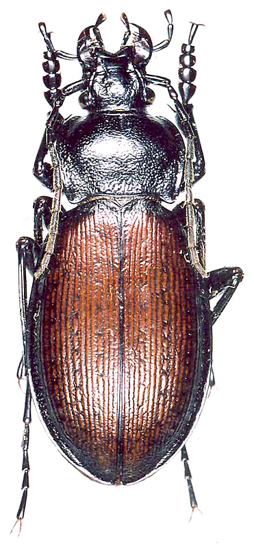 Carabus (Morphocarabus) aeruginosus salechardensis Obydov, 1999