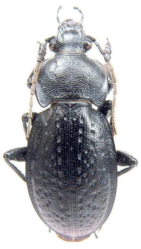 Carabus (Trachycarabus) sibiricus fossulaticus Obydov, 2007